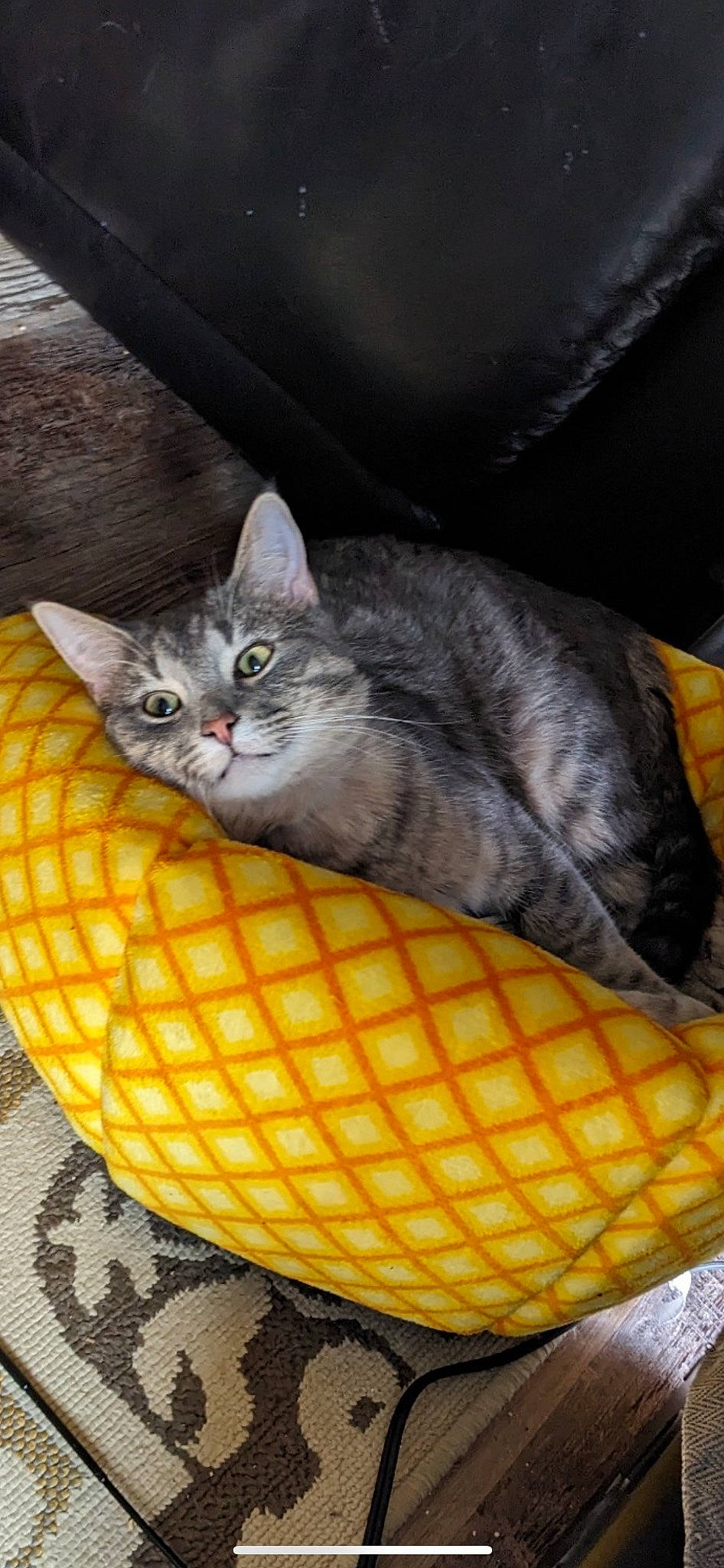 Joey is registered to the contest to win money with this photo: carnivore, cat, cat_bed, cat_supply, comfort, corn, domestic_short_haired_cat, felidae, fur, grey, natural_foods, small_to_medium_sized_cats, snout, tail, terrestrial_animal, vegetable, vertebrate, whiskers