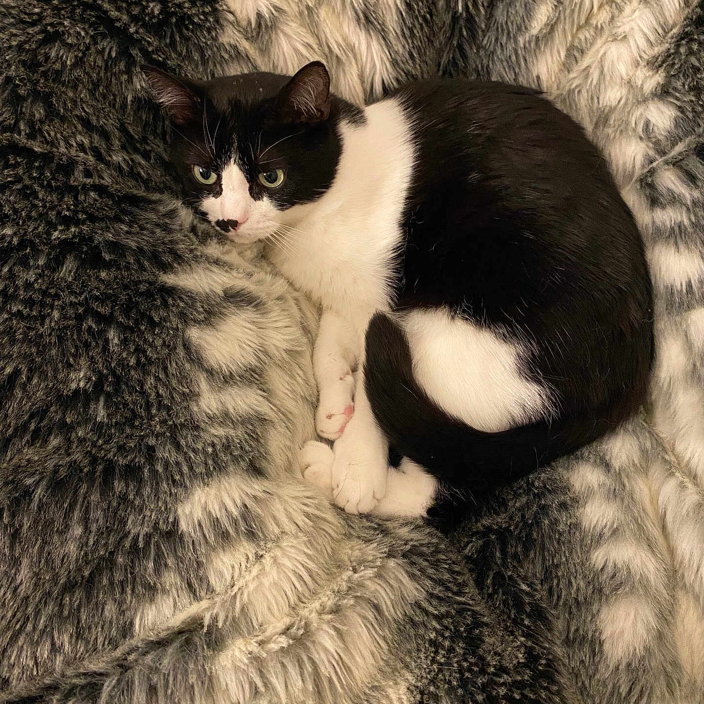 Zorro a rejoint le concours — aidez-le/la à gagner de superbes lots ! animal, black_and_white, blanket, cat, comfortable, cozy, cute, domestic_animal, feline, fluffy, fur, indoor, paw, pet, relaxed, resting, sleepy, soft, tail, whiskers