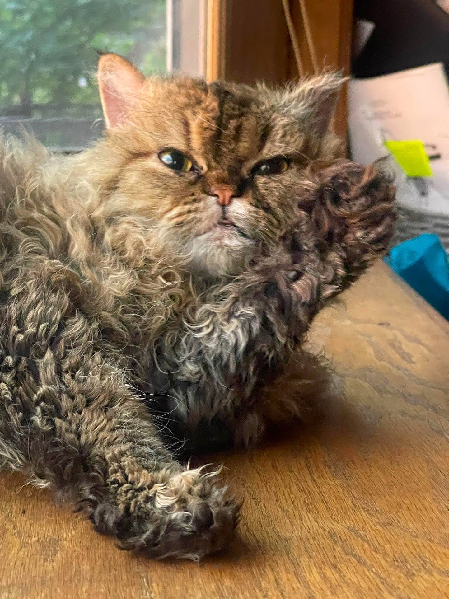 Avalon is registered to the contest to win money with this photo: box, british_longhair, carnivore, cat, claw, domestic_short_haired_cat, felidae, fur, paw, sitting, small_to_medium_sized_cats, snout, tail, terrestrial_animal, whiskers, wood