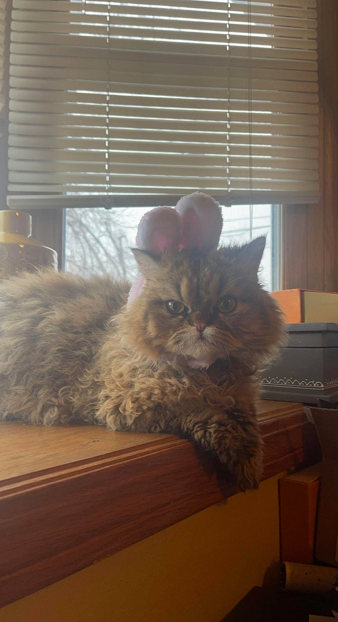 Avalon joined the competition — help win amazing prizes! bookcase, carnivore, cat, comfort, domestic_short_haired_cat, fawn, felidae, flooring, fur, hardwood, room, shelf, small_to_medium_sized_cats, tail, whiskers, window, window_blind, window_covering, window_treatment, wood