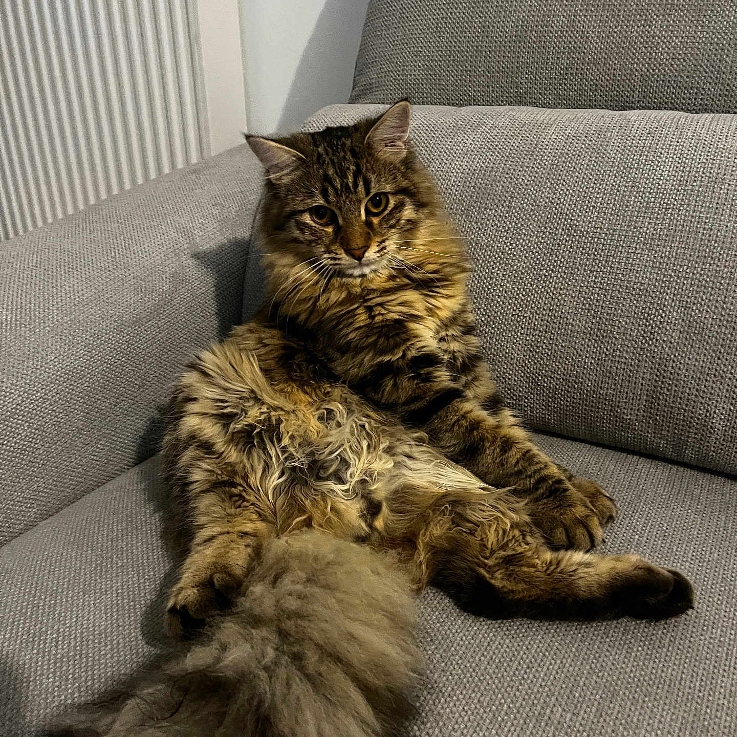 Yumi a rejoint le concours — aidez-le/la à gagner de superbes lots ! abyssinian, animal, architecture, armchair, building, canine, cat, chair, couch, cushion, dog, furniture, homedecor, indoors, interiordesign, kitten, livingroom, manx, pet, room