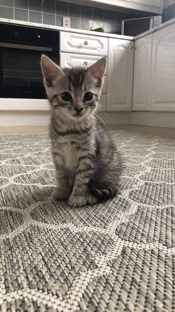 Lolli joined the competition — help win amazing prizes! aegean_cat, american_shorthair, asian, carnivore, cat, domestic_short_haired_cat, dragon_li, egyptian_mau, european_shorthair, felidae, kitten, mammal, ojos_azules, pixie_bob, polydactyl_cat, small_to_medium_sized_cats, snout, tabby_cat, vertebrate, whiskers