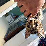 Smokey is registered to the contest to win money with this photo: animal, cat, closeup, collar, curious, cute, domestic, eyes, feline, fur, hand, holding, home, indoor, kitten, pet, playing, portrait, whiskers, young