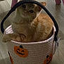 Gizmo is registered to the contest to win money with this photo: cat, orange_tabby, basket, halloween, jack_o_lantern, floor, wooden_floor, indoor, pet, cute, curious, feline, animal, decor, chair_leg, domestic_cat, sitting, looking, head_tilt, cozy