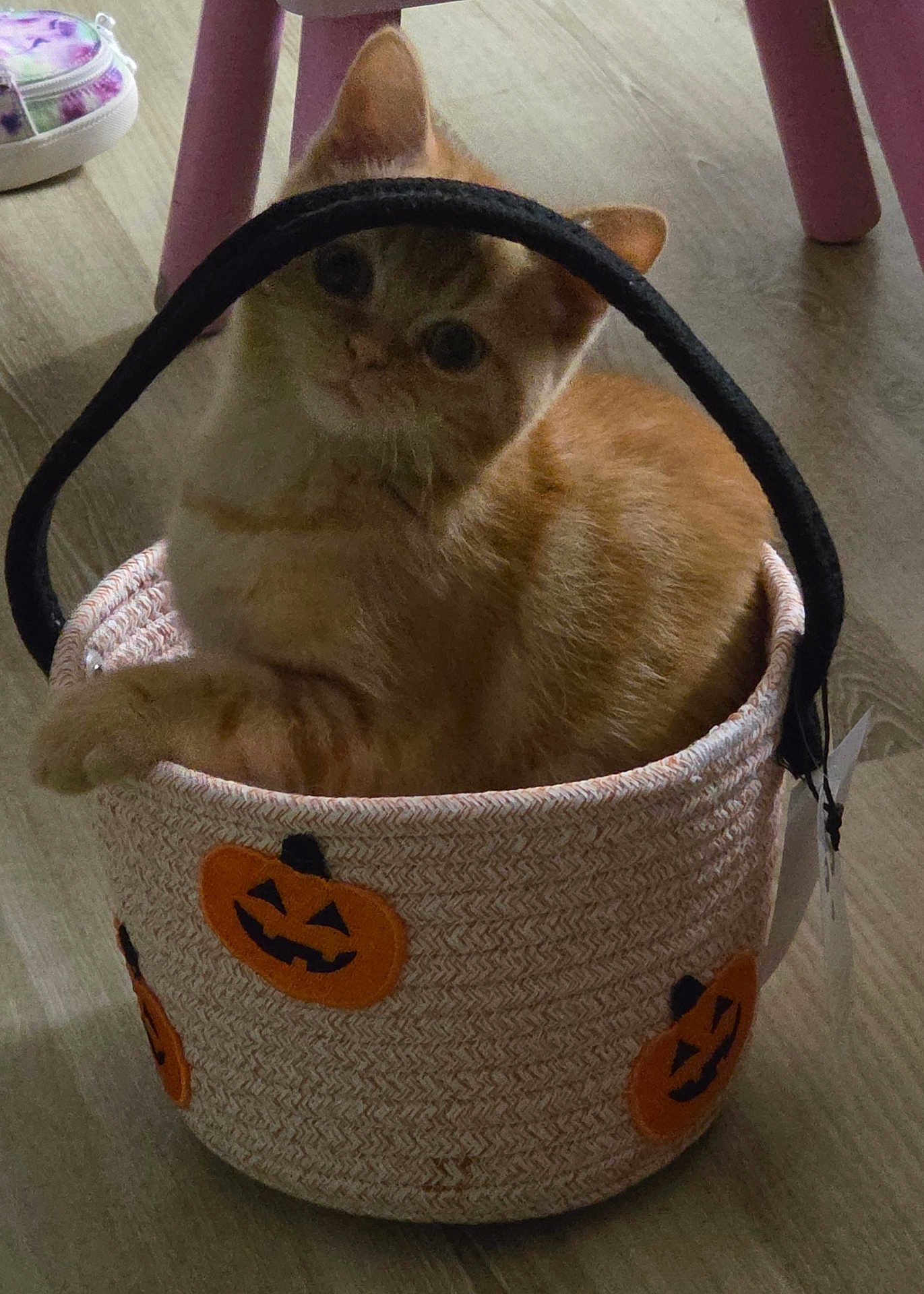 Gizmo is registered to the contest to win money with this photo: cat, orange_tabby, basket, halloween, jack_o_lantern, floor, wooden_floor, indoor, pet, cute, curious, feline, animal, decor, chair_leg, domestic_cat, sitting, looking, head_tilt, cozy