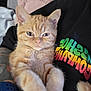 Gizmo is registered to the contest to win money with this photo: cat, orange_tabby, pet, feline, cute, fluffy, animal, indoor, person, arm, blanket, cozy, relaxed, closeup, fur, whiskers, paw, sitting, looking_at_camera, casual