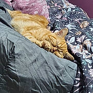 Gizmo is registered to the contest to win money with this photo: animal, bed, blanket, cat, comfort, cozy, cute, domestic_cat, feline, fur, indoor, nap, orange_tabby, patterned_blanket, pet, relaxation, resting, sleeping, soft, warm