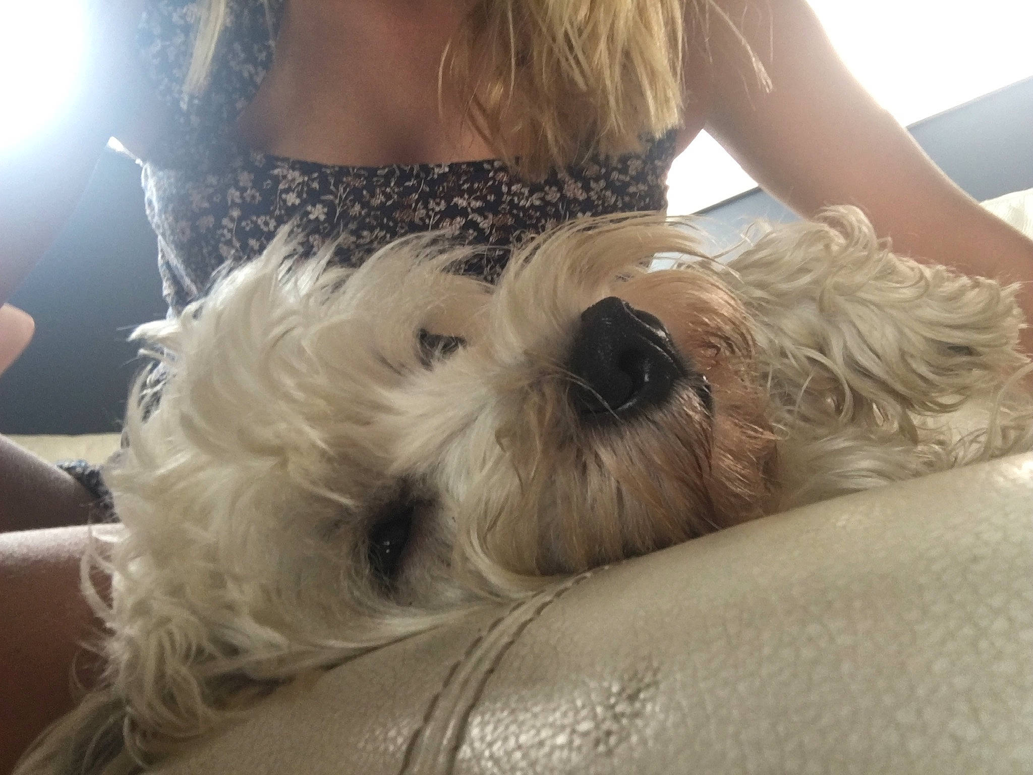 Odin is registered to the contest to win money with this photo: canidae, carnivore, companion_dog, dog, dog_breed, glen_of_imaal_terrier, interaction, irish_soft_coated_wheaten_terrier, maltepoo, maltese, mammal, miniature_schnauzer, puppy_love, rare_breed_dog, schnoodle, sealyham_terrier, shih_tzu, terrier, tibetan_terrier, west_highland_white_terrier