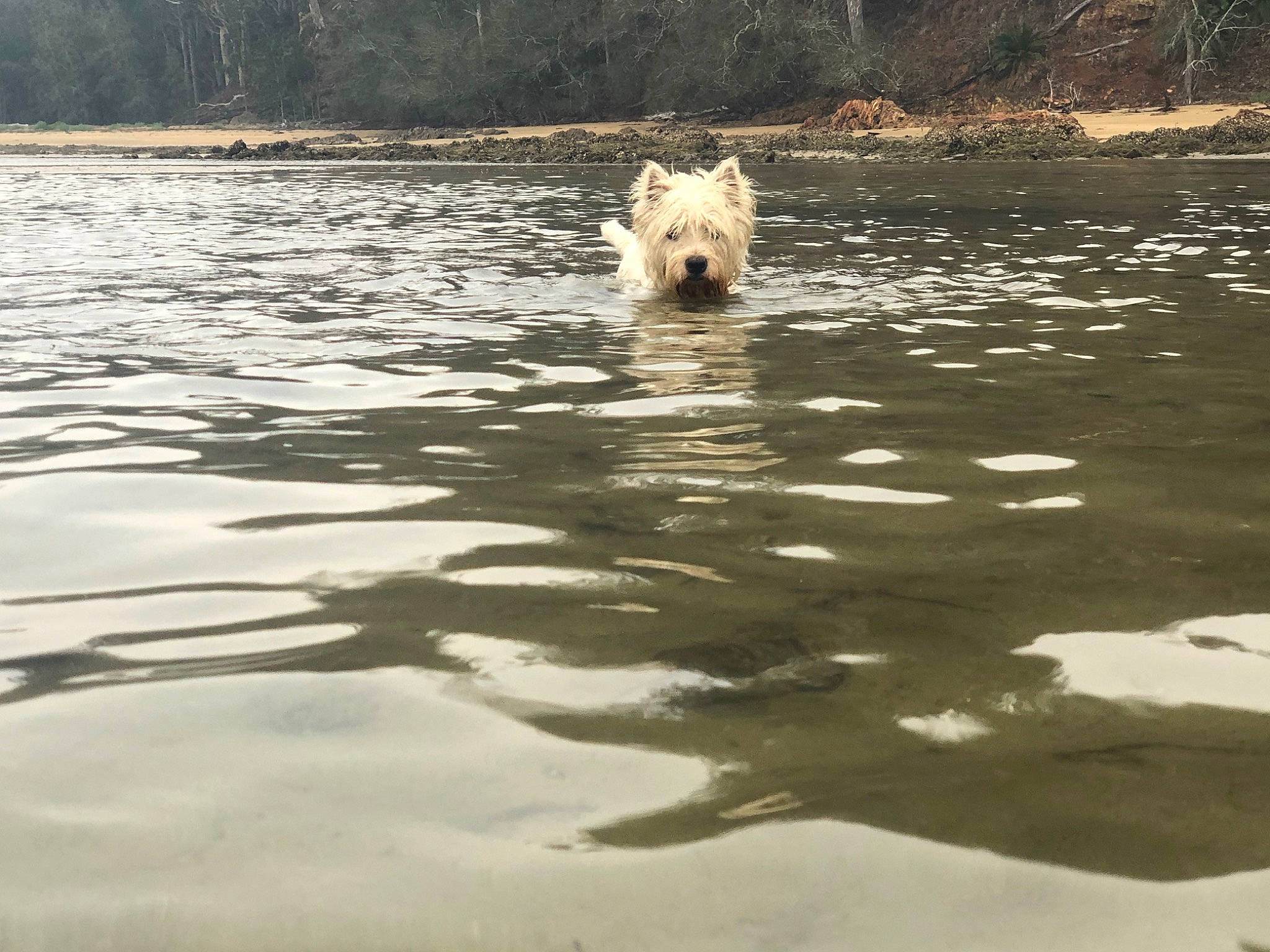 Odin joined the competition — help win amazing prizes! cairn_terrier, canidae, carnivore, dog, dog_breed, glen_of_imaal_terrier, sporting_group, terrier, water, west_highland_white_terrier