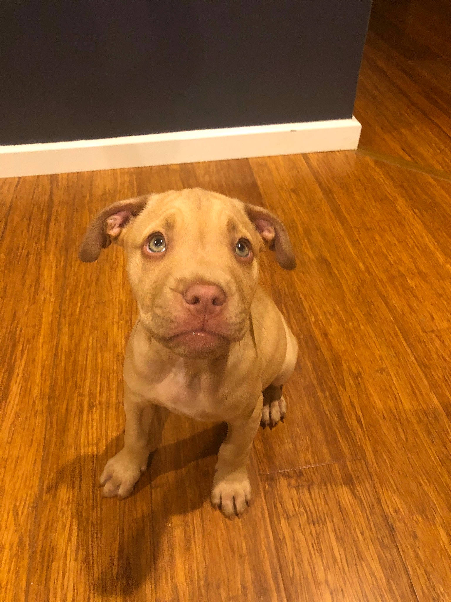 Jed is registered to the contest to win money with this photo: american_bulldog, american_pit_bull_terrier, canidae, carnivore, companion_dog, dog, dog_breed, fawn, floor, flooring, hardwood, mammal, non_sporting_group, nose, pit_bull, puppy, snout, sporting_group, wood, wood_flooring