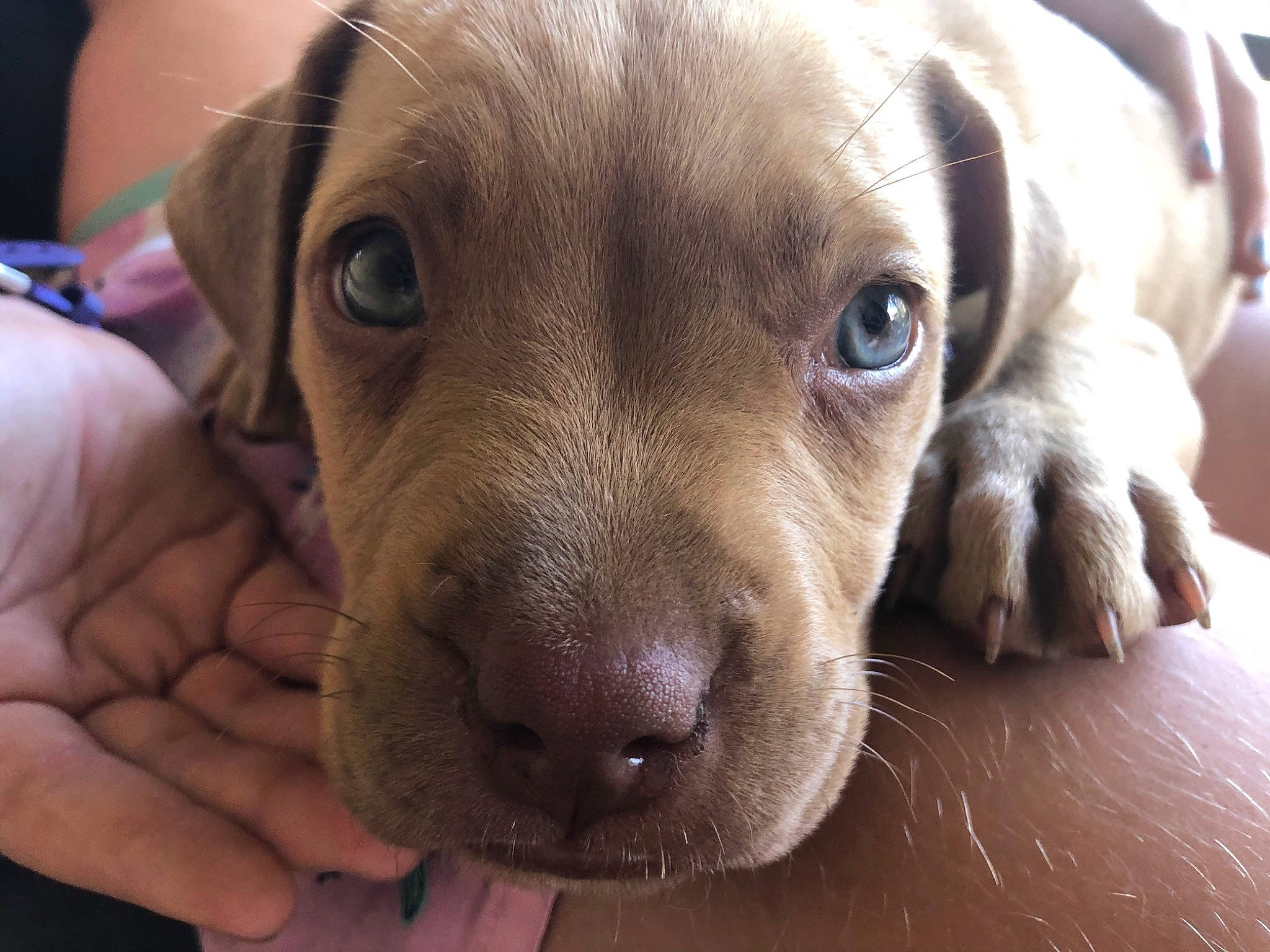Jed joined the competition — help win amazing prizes! beagador, canidae, carnivore, dog, dog_breed, fawn, labrador_retriever, mammal, nose, pit_bull, pointing_breed, puppy, snout, sporting_group, vertebrate, vizsla, weimaraner, whiskers