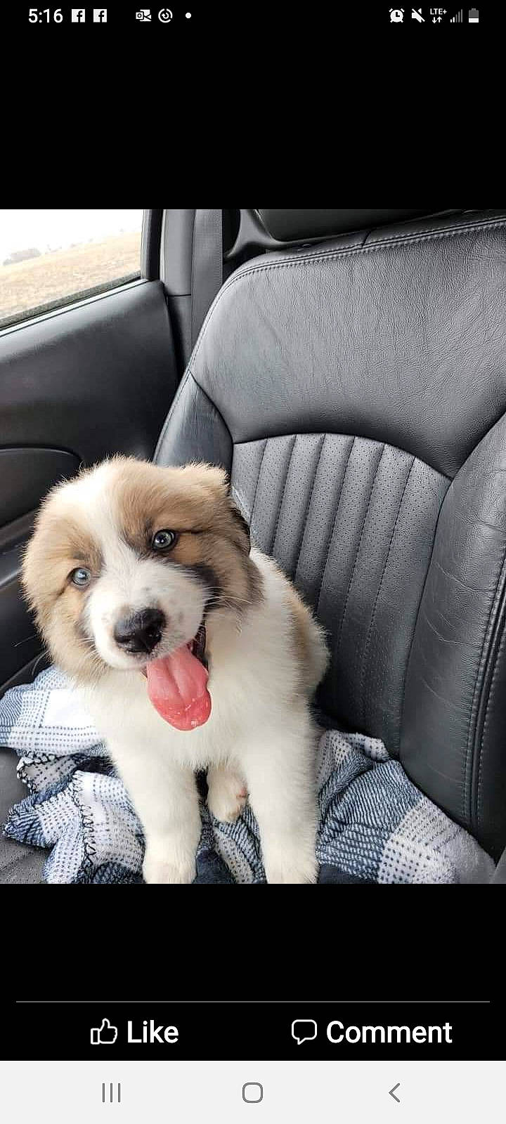 Koda Bear is registered to the contest to win money with this photo: auto_part, car, car_seat, car_seat_cover, carnivore, comfort, companion_dog, dog, dog_breed, door, family_car, fur, head_restraint, luxury_vehicle, toy_dog, vehicle, vehicle_door, whiskers, working_animal, working_dog