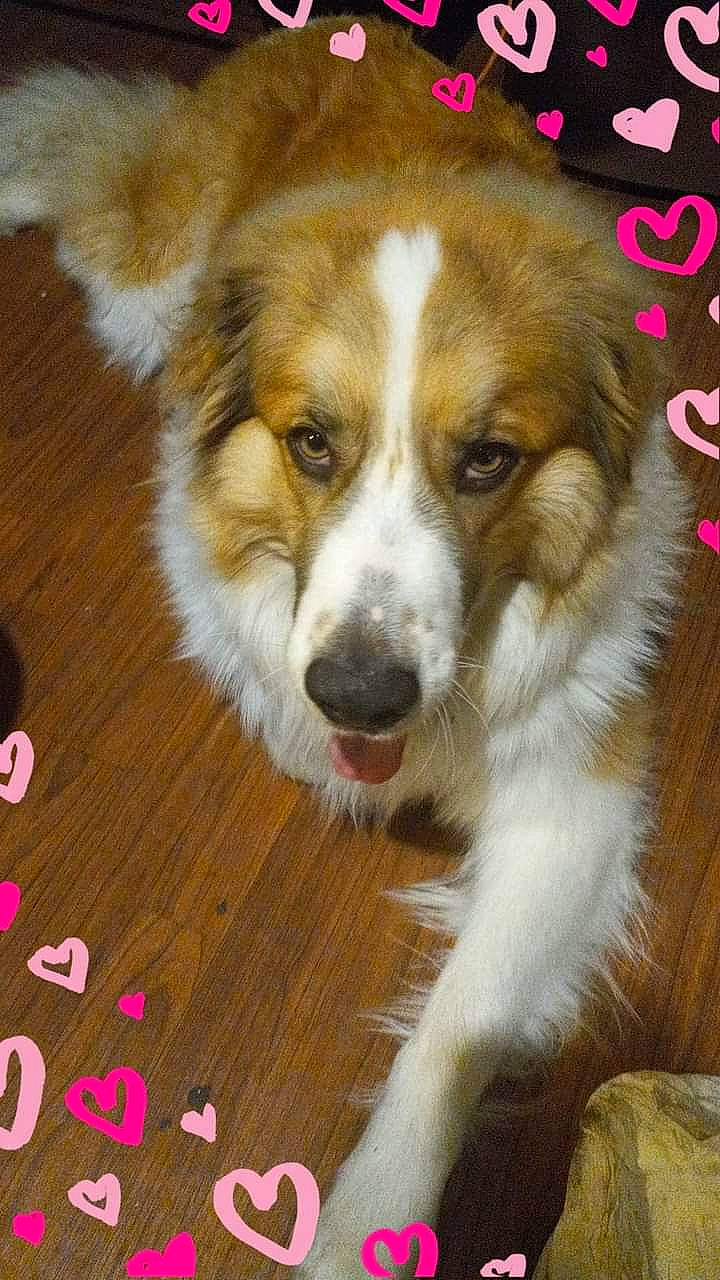 Koda Bear is registered to the contest to win money with this photo: ancient_dog_breeds, canidae, carnivore, companion_dog, dog, dog_breed, flooring, fur, hardwood, herding_dog, miniature_australian_shepherd, plant, snout, sporting_group, toy_dog, varnish, whiskers, wood, wood_stain, working_dog