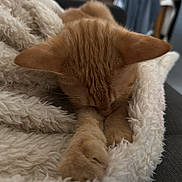 Charli a rejoint le concours — aidez-le/la à gagner de superbes lots ! cat, orange_cat, sleeping_cat, blanket, fluffy_blanket, paws, fur, cozy, nap, close_up, indoor, couch, living_room, whiskers, ears, soft_texture, pet, domestic_cat, relaxation, home