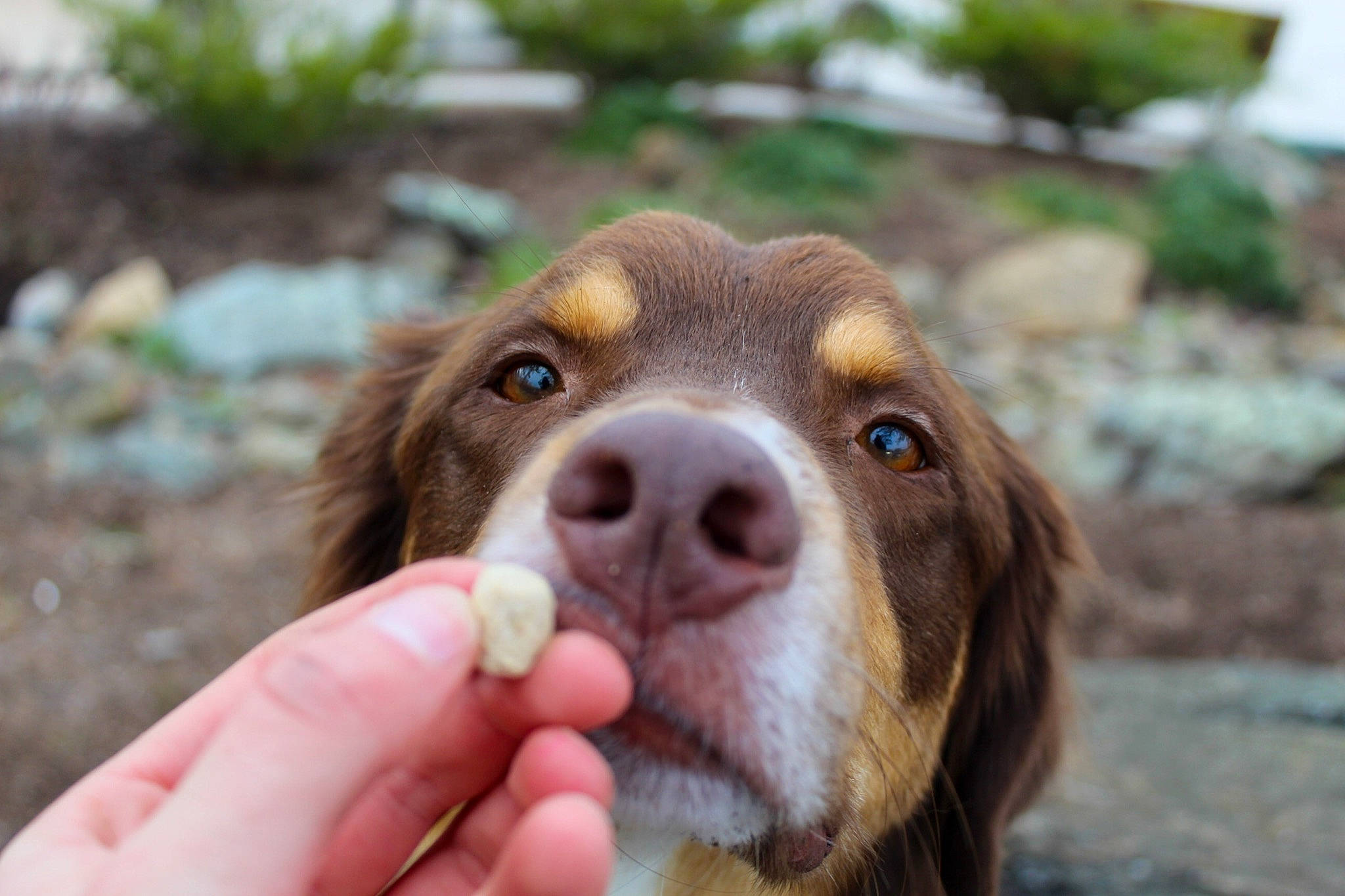 Sawyer joined the competition — help win amazing prizes! canidae, carnivore, companion_dog, dog, dog_breed, fawn, fur, grass, gun_dog, hunting_dog, liver, plant, pointing_breed, pont_audemer_spaniel, retriever, snout, spaniel, sporting_group, wildlife, working_animal