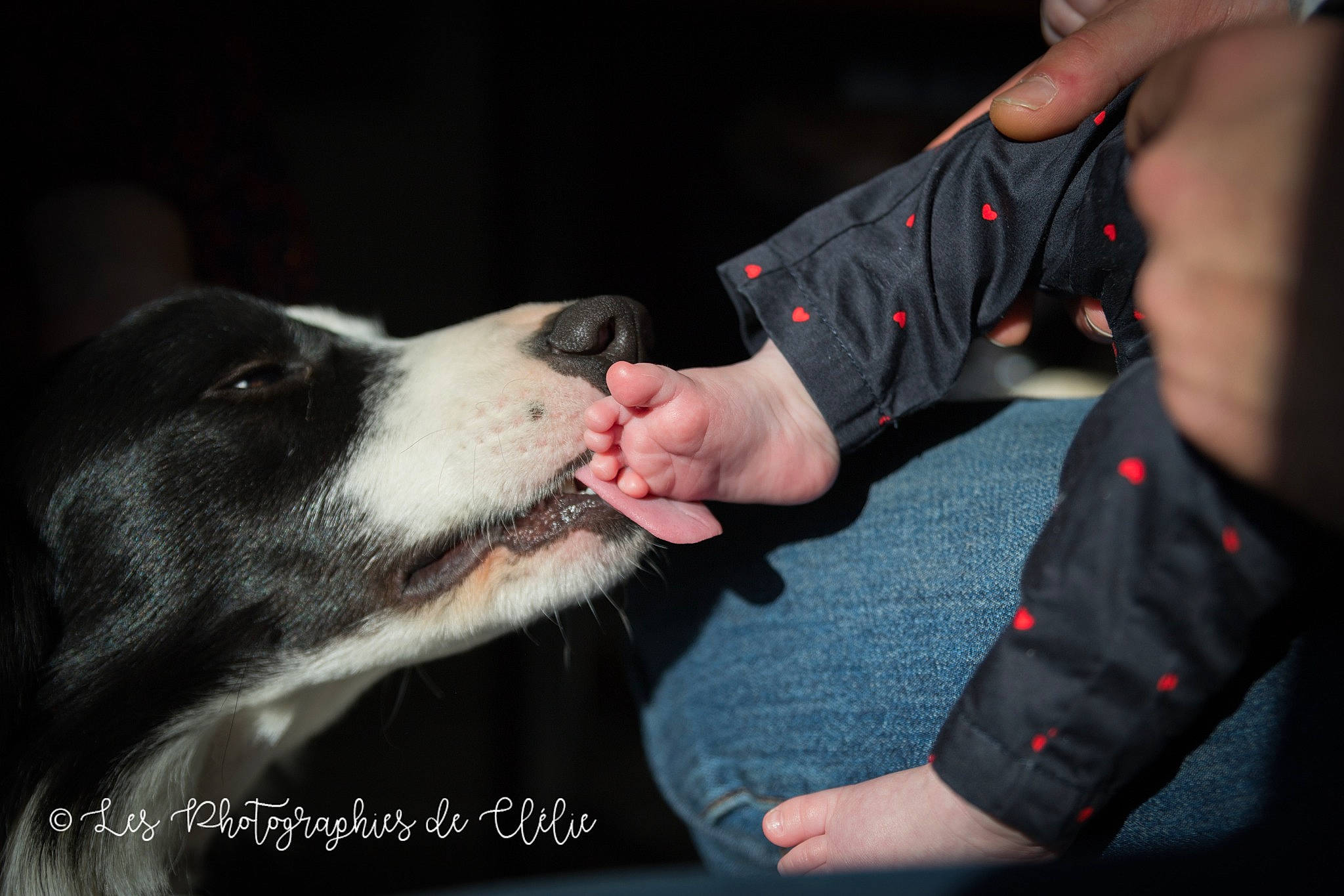 Espoir participe au concours pour gagner de l'argent avec cette photo : canidae, carmine, carnivore, companion_dog, dog, dog_breed, foot, fur, gesture, jaw, non_sporting_group, snout, sporting_group, whiskers, working_animal, working_dog