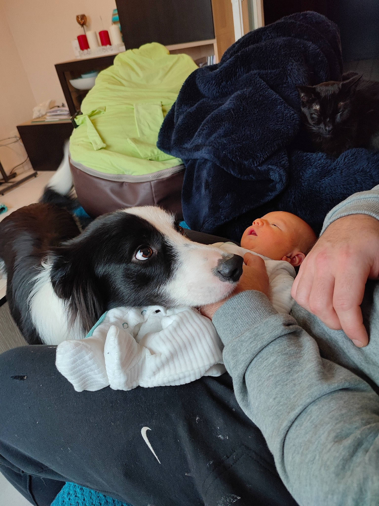 Espoir a rejoint le concours — aidez-le/la à gagner de superbes lots ! bedding, blanket, canidae, carnivore, comfort, companion_dog, dog, dog_breed, dog_supply, fur, lap, linens, nap, non_sporting_group, sleep, sporting_group, working_animal