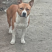 Darko a rejoint le concours — aidez-le/la à gagner de superbes lots ! dog, brown, white, outdoor, concrete, fence, ears_up, alert, pet, animal, standing, yard, garden_tools, stone, rustic, canine, domestic_animal, alone, daylight, nature
