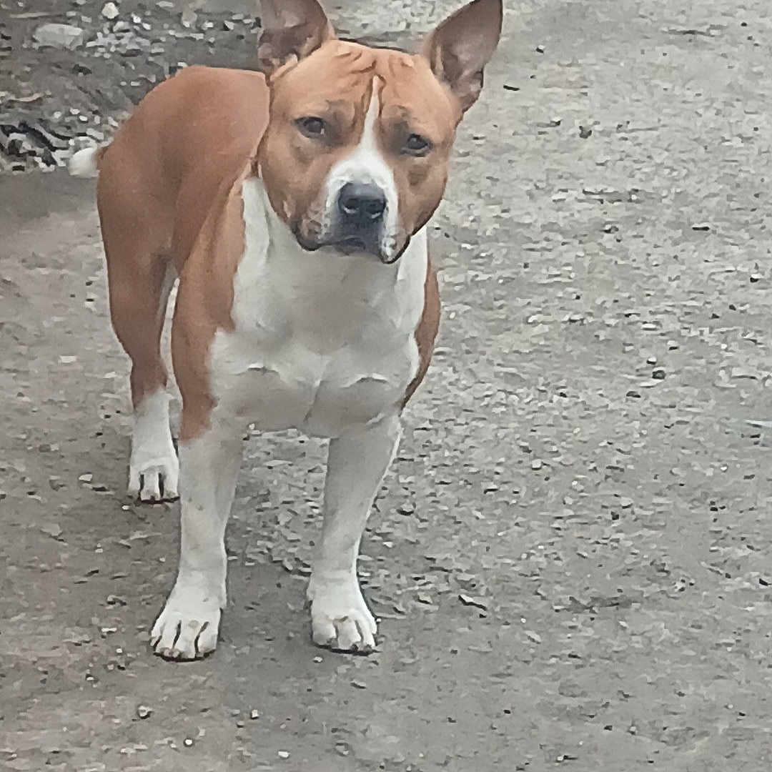 Darko