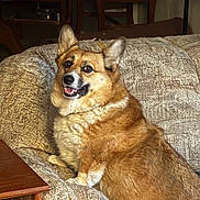 Nairobi is registered to the contest to win money with this photo: dog, corgi, pet, sofa, couch, furniture, living_room, fur, ears, smile, tongue, paw, portrait, indoor, cozy, relaxed, table, wooden_table, cushion, canine