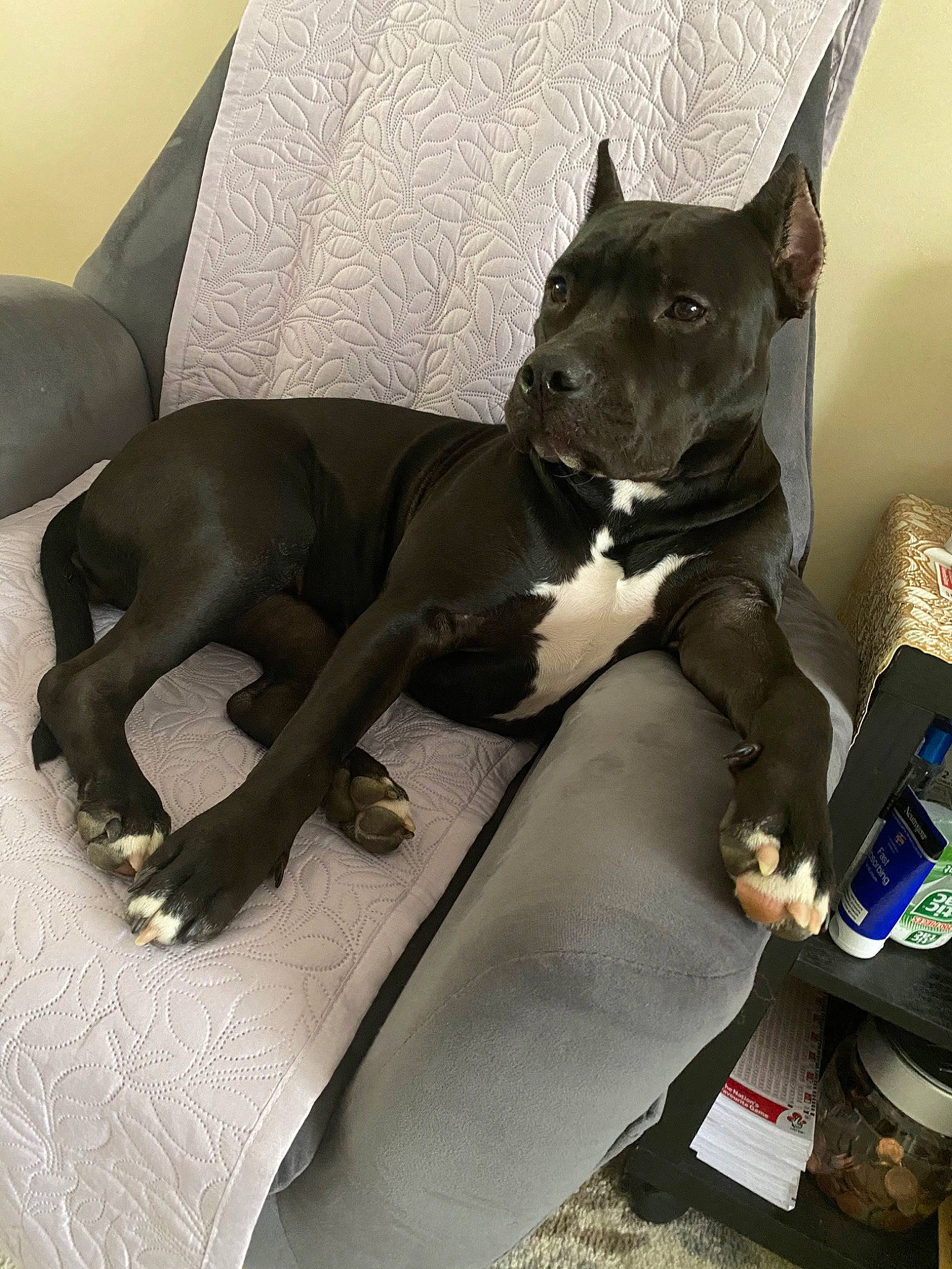 Kyra joined the competition — help win amazing prizes! american_hairless_terrier, american_pit_bull_terrier, american_staffordshire_terrier, canidae, carnivore, companion_dog, dog, dog_breed, fawn, great_dane, mammal, non_sporting_group, snout, thai_ridgeback