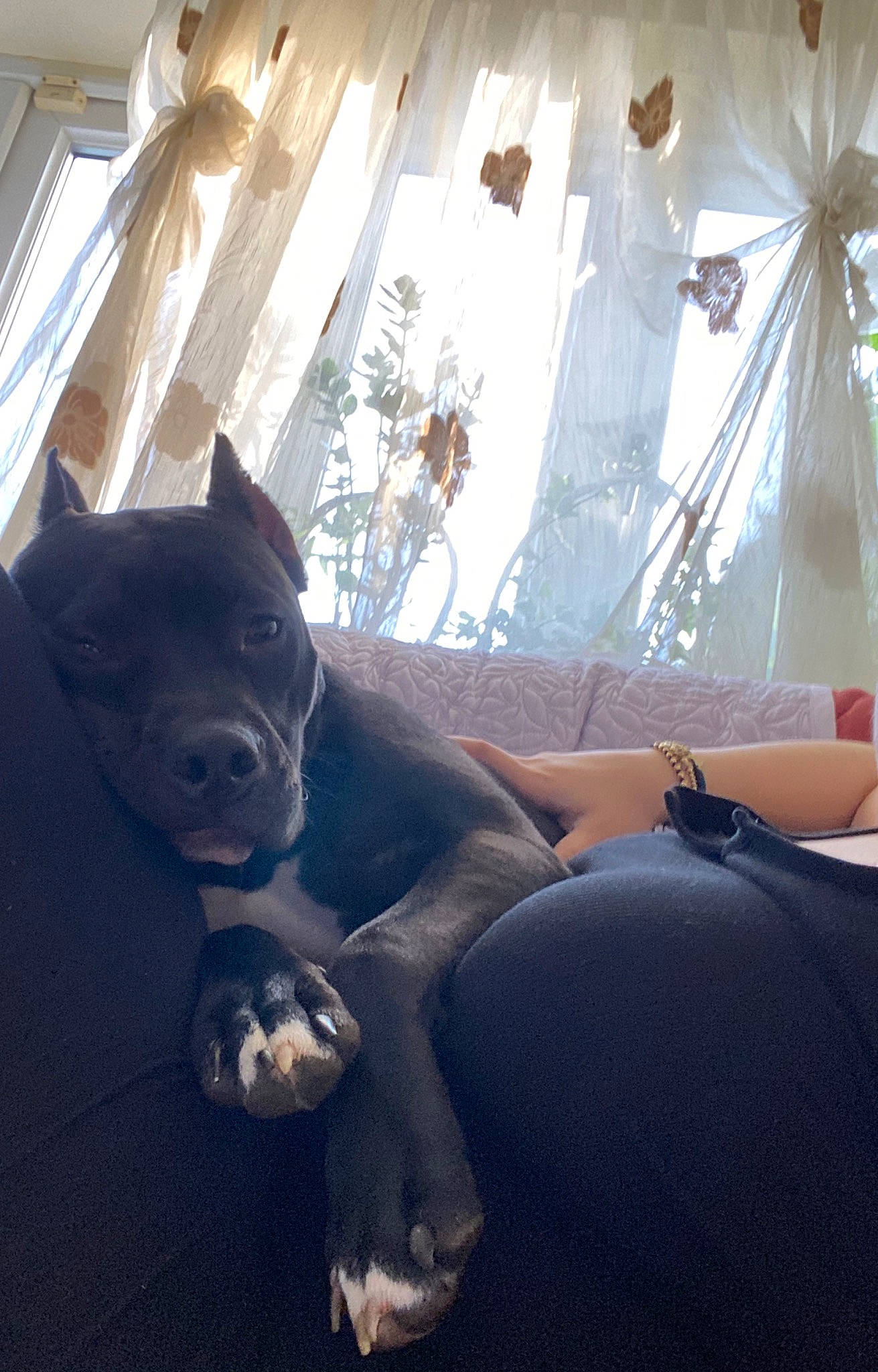 Kyra joined the competition — help win amazing prizes! american_pit_bull_terrier, cane_corso, canidae, carnivore, companion_dog, dog, dog_breed, fawn, guard_dog, non_sporting_group, pit_bull, snout, sporting_group