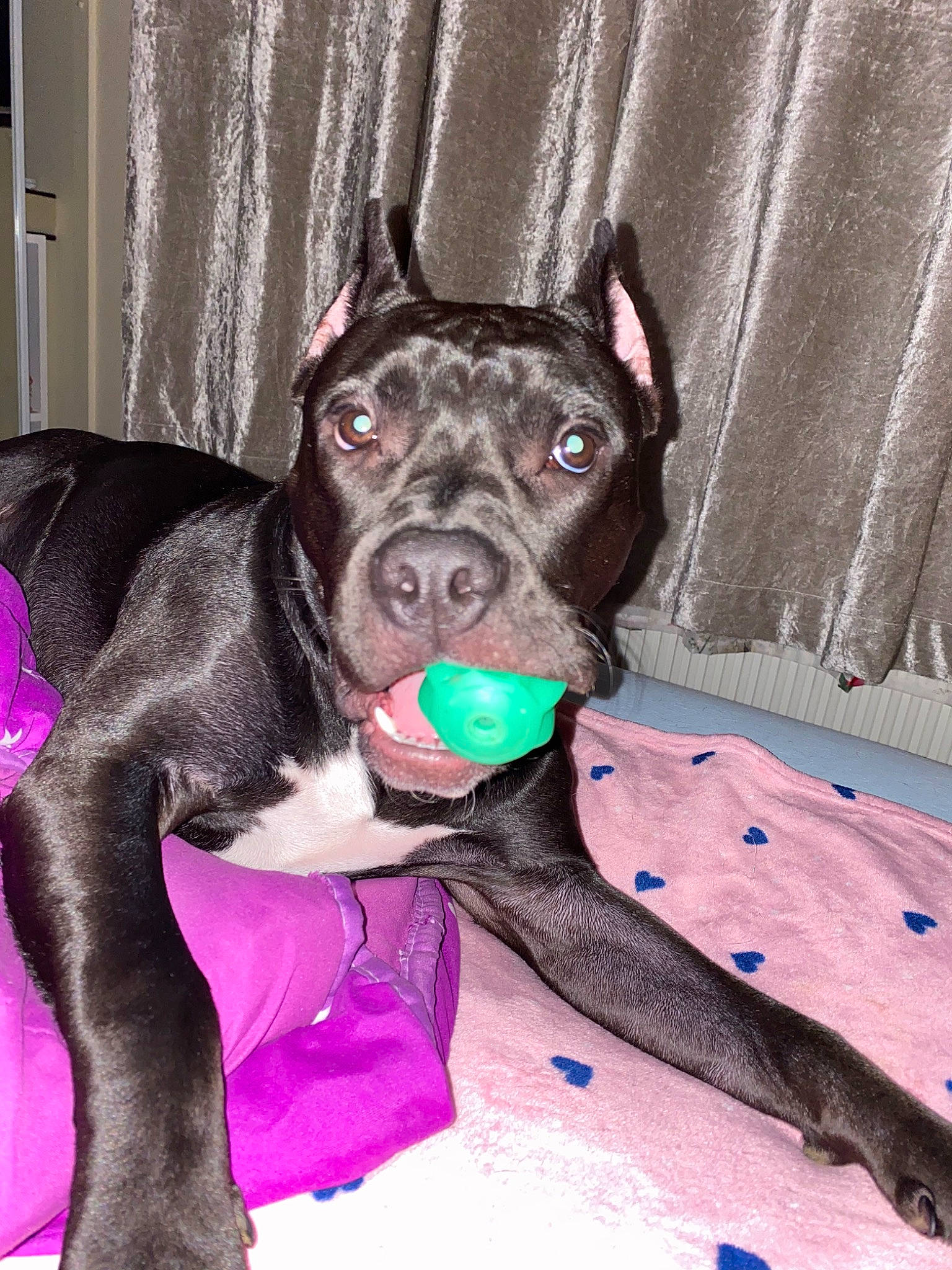 Kyra joined the competition — help win amazing prizes! american_pit_bull_terrier, american_staffordshire_terrier, bandog, cane_corso, canidae, carnivore, collar, dog, dog_breed, dog_collar, ear, fawn, mammal, non_sporting_group, nose, pink, pit_bull, snout, sporting_group, staffordshire_bull_terrier