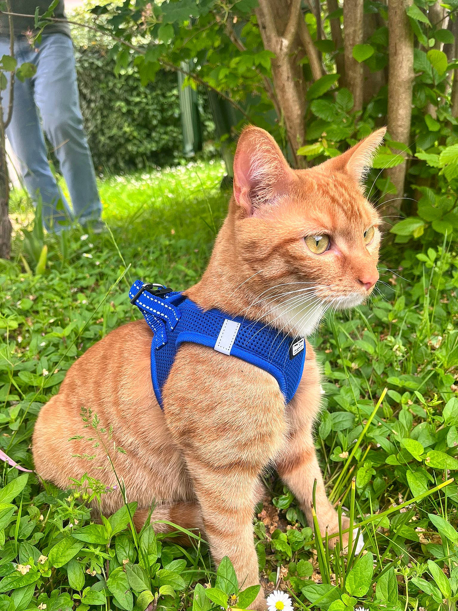 Pumky a rejoint le concours — aidez-le/la à gagner de superbes lots ! carnivore, cat, collar, domestic_short_haired_cat, electric_blue, fawn, felidae, fur, grass, groundcover, plant, small_to_medium_sized_cats, snout, tail, terrestrial_animal, tree, trunk, whiskers, wildlife, wood