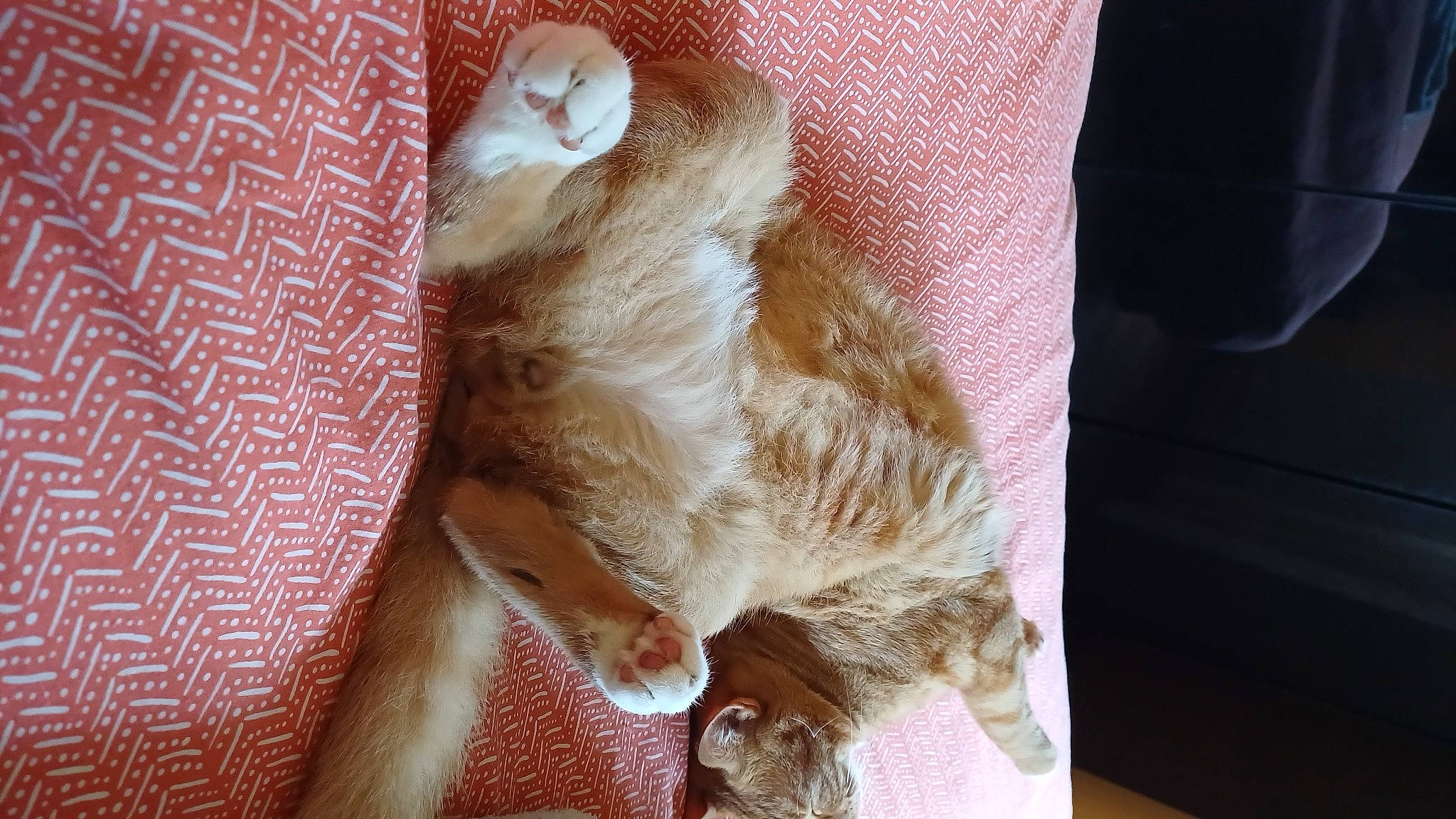 Pumky participe au concours pour gagner de l'argent avec cette photo : canidae, carnivore, cat, claw, comfort, companion_dog, domestic_short_haired_cat, fawn, felidae, foot, fur, gesture, nail, paw, small_to_medium_sized_cats, snout, sporting_group, tail, whiskers, wood