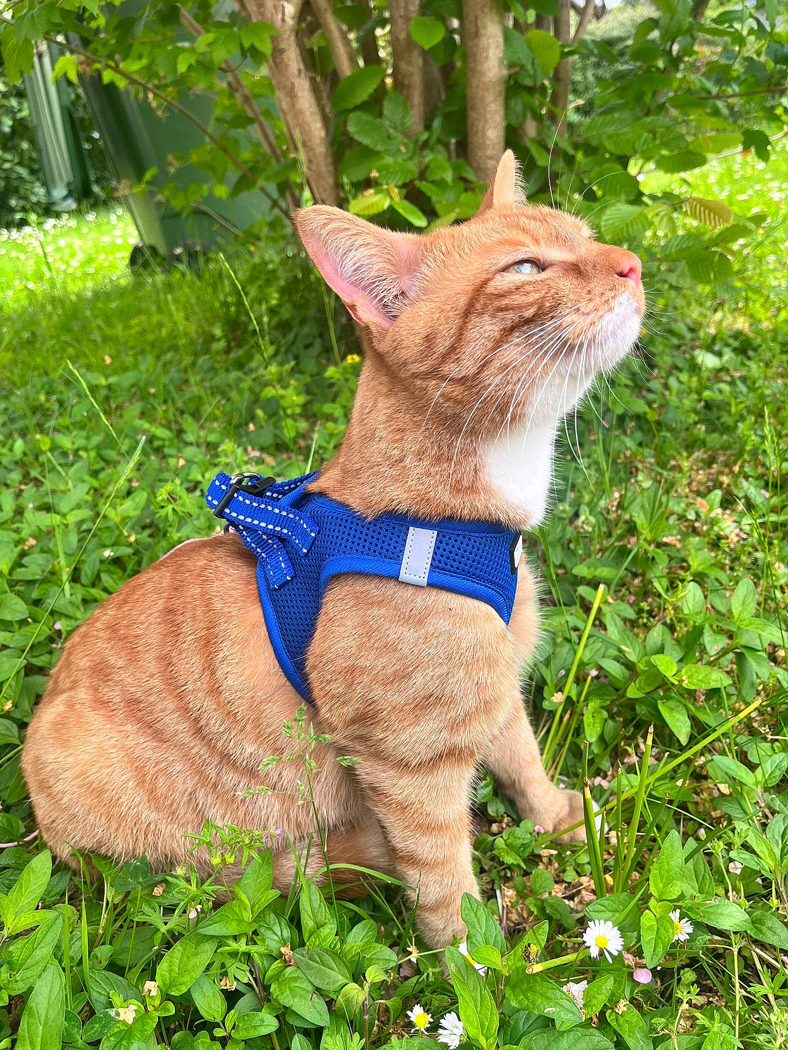 Pumky participe au concours pour gagner de l'argent avec cette photo : art, canidae, carnivore, cat, collar, domestic_short_haired_cat, electric_blue, fawn, felidae, fur, grass, groundcover, plant, small_to_medium_sized_cats, snout, tail, terrestrial_animal, tree, whiskers, wildlife