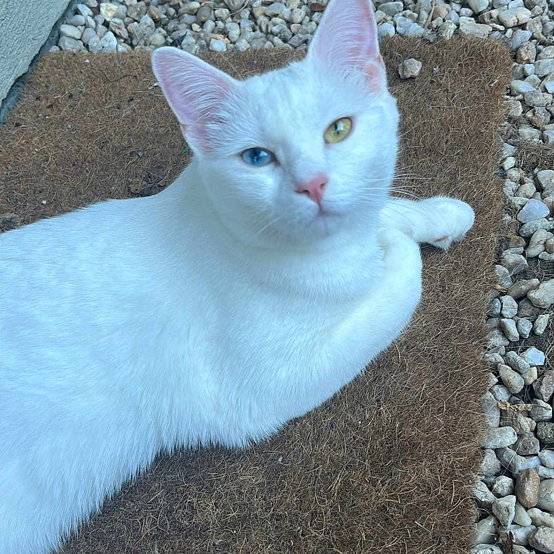 Swan participe au concours pour gagner de l'argent avec cette photo : angora, animal, cat, city, face, gravel, head, homedecor, kitten, manx, mat, pebble, person, pet, photography, portrait, road, rock, slate, soil