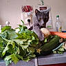 Caline a rejoint le concours — aidez-le/la à gagner de superbes lots ! carrot, cat, celery, countertop, curious, domestic_animal, exploring, feline, food, fresh, gray_cat, greenery, home, household, indoor, kitchen, mushroom, pet, vegetables, zucchini