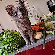 Caline a rejoint le concours — aidez-le/la à gagner de superbes lots ! animal, bottle, carrots, cat, celery, closeup, coffee_maker, curious, domestic, food, fresh, gray_cat, greenery, indoor, kitchen_counter, leaves, mushrooms, pet, vegetables, zucchini