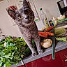 animal, bottle, carrots, cat, celery, closeup, coffee_maker, curious, domestic, food, fresh, gray_cat, greenery, indoor, kitchen_counter, leaves, mushrooms, pet, vegetables, zucchini