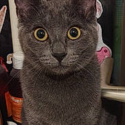 Caline a rejoint le concours — aidez-le/la à gagner de superbes lots ! cat, gray_cat, pet, close_up, portrait, yellow_eyes, whiskers, ears, fur, curious, wide_eyes, indoor, shelf, bottle, sticker, speech_bubble, pink, book_sticker, tabletop, container