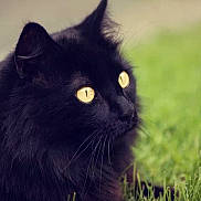 Mr.whiskers joined the competition — help win amazing prizes! alert, animal, background_blur, black_cat, cat, close_up, domestic_animal, feline, fluffy, fur, grass, green, mammal, nature, outdoor, pet, portrait, side_view, whiskers, yellow_eyes