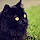 Mr.whiskers