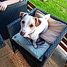 Bentley participe au concours pour gagner de l'argent avec cette photo : dog, wicker_chair, cushion, outdoor, patio, green_grass, potted_plant, person, arm, tile_floor, sunlight, looking_up, white_dog, brown_ear, curious, pet, relaxing, furniture, backyard, nature