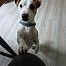 Bentley participe au concours pour gagner de l'argent avec cette photo : dog, puppy, pet, indoor, floor, collar, white, brown, curious, paw, standing, closeup, animal, canine, looking, ears, cute, attention, light, background
