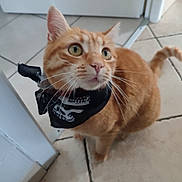 Tsuki a rejoint le concours — aidez-le/la à gagner de superbes lots ! animal, bandana, cat, close_up, curious, cute, domestic_cat, ears, eyes, feline, floor_tile, food_bowl, fur, indoor, mouth, orange_tabby, pet, skull_design, tail, whiskers