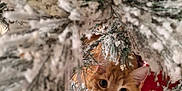 Tsuki a rejoint le concours — aidez-le/la à gagner de superbes lots ! animal, artificial_snow, cat, christmas, christmas_tree, closeup, curious, cute, decorations, feline, festive, ginger_cat, holiday, holiday_season, indoors, ornaments, pet, pine_branches, playful, red_decoration