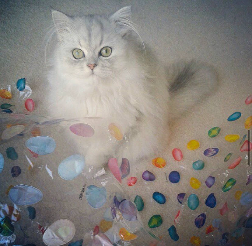 Bebe joined the competition — help win amazing prizes! art, carnivore, cat, circle, creative_arts, felidae, fur, glass, pattern, small_to_medium_sized_cats, visual_arts, whiskers