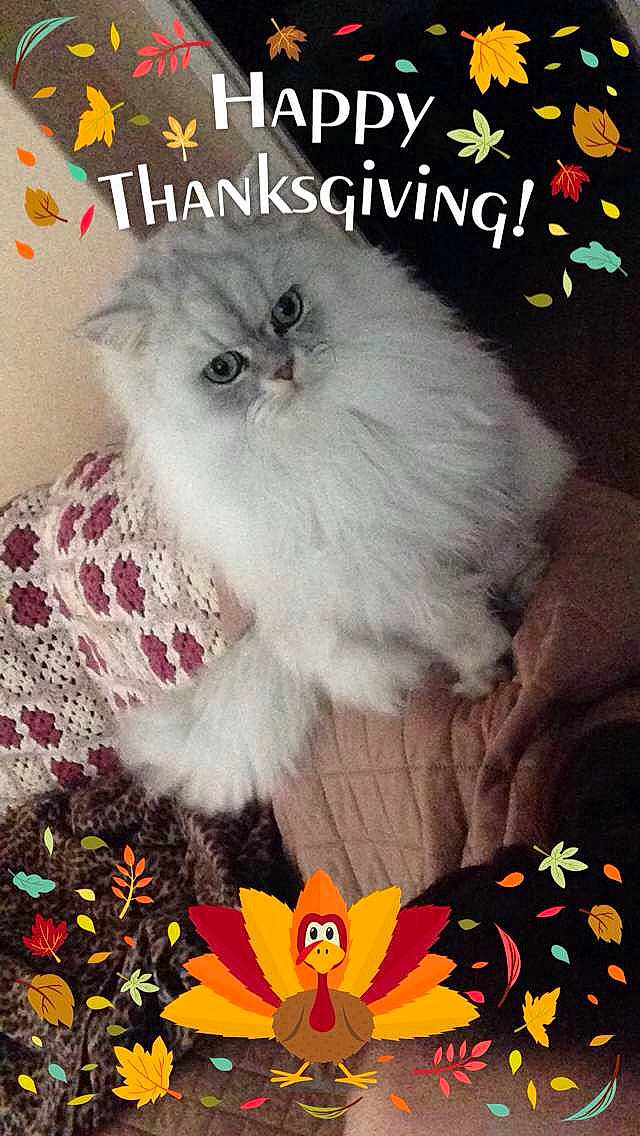 Bebe is registered to the contest to win money with this photo: art, carnivore, cat, companion_dog, felidae, fictional_character, font, fur, happy, holiday, illustration, organism, pattern, paw, petal, photo_caption, plant, small_to_medium_sized_cats, terrestrial_animal, whiskers