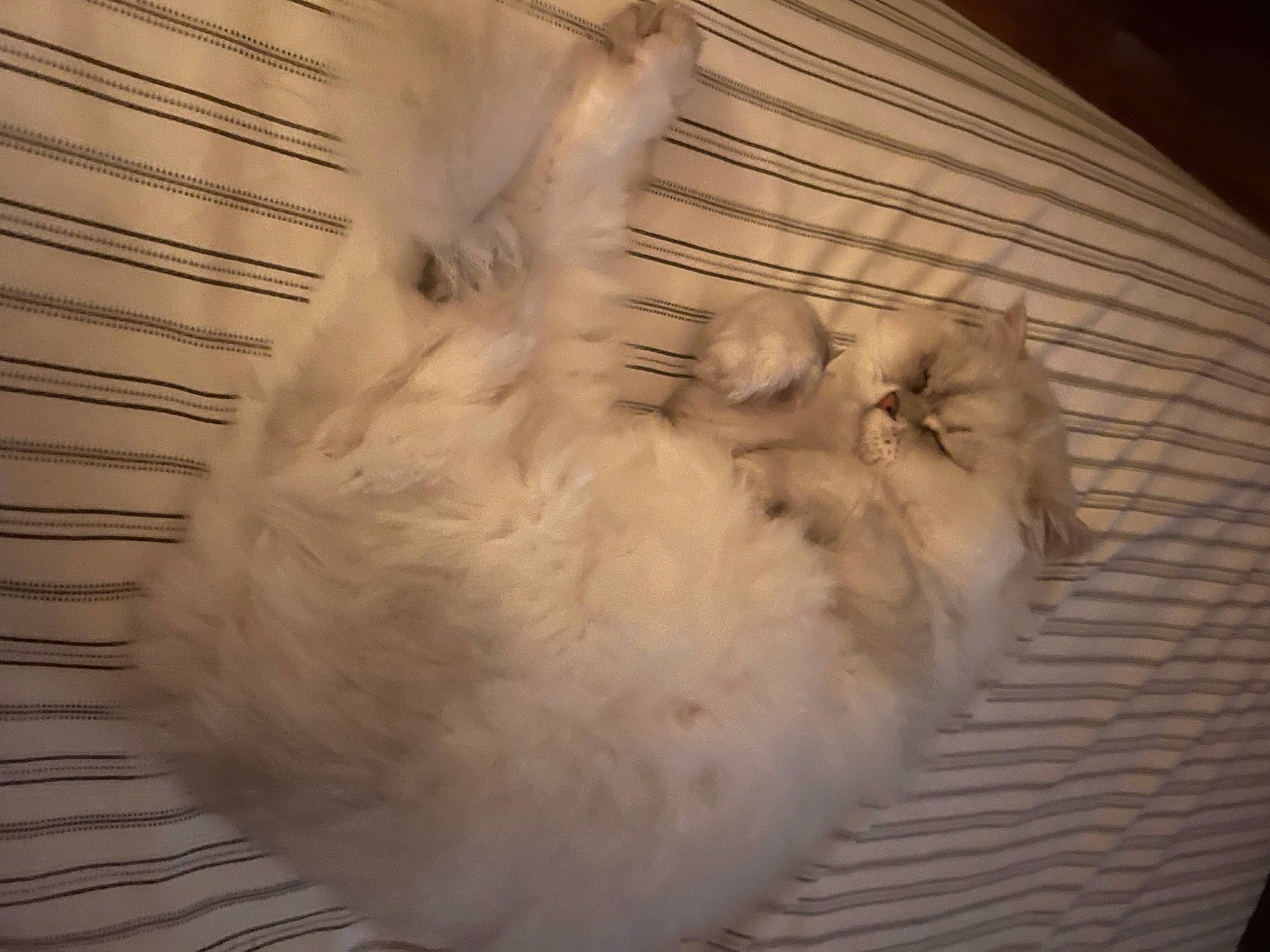 Bebe joined the competition — help win amazing prizes! canidae, carnivore, cat, claw, dog_breed, domestic_rabbit, fawn, feather, felidae, fur, gesture, hardwood, paw, rabbits_and_hares, small_to_medium_sized_cats, snout, sporting_group, tail, whiskers, wood