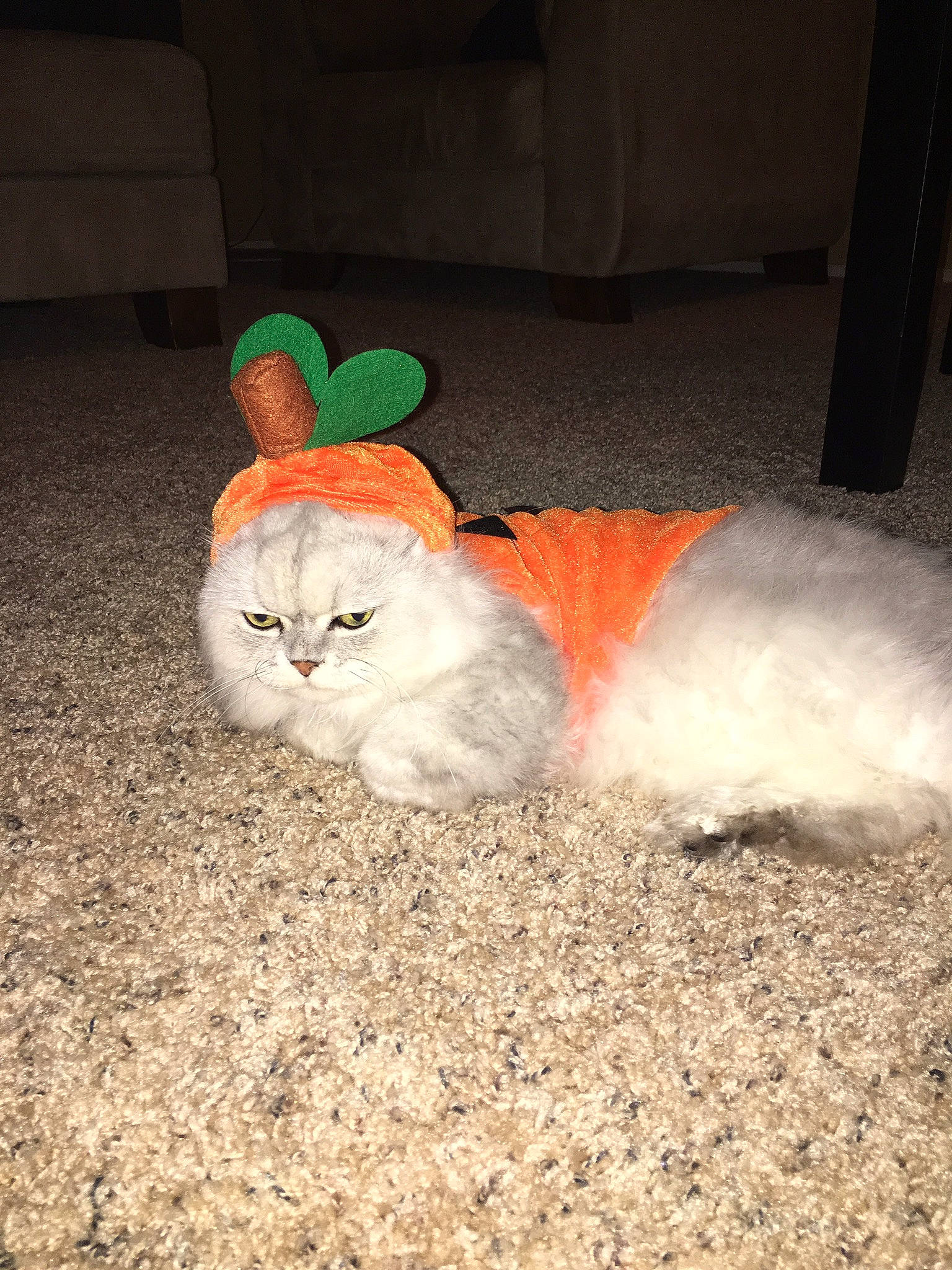 Bebe joined the competition — help win amazing prizes! asphalt, carnivore, cat, comfort, couch, domestic_short_haired_cat, fawn, felidae, flooring, fur, orange, paw, road_surface, small_to_medium_sized_cats, snout, soil, tail, terrestrial_animal, whiskers, wood