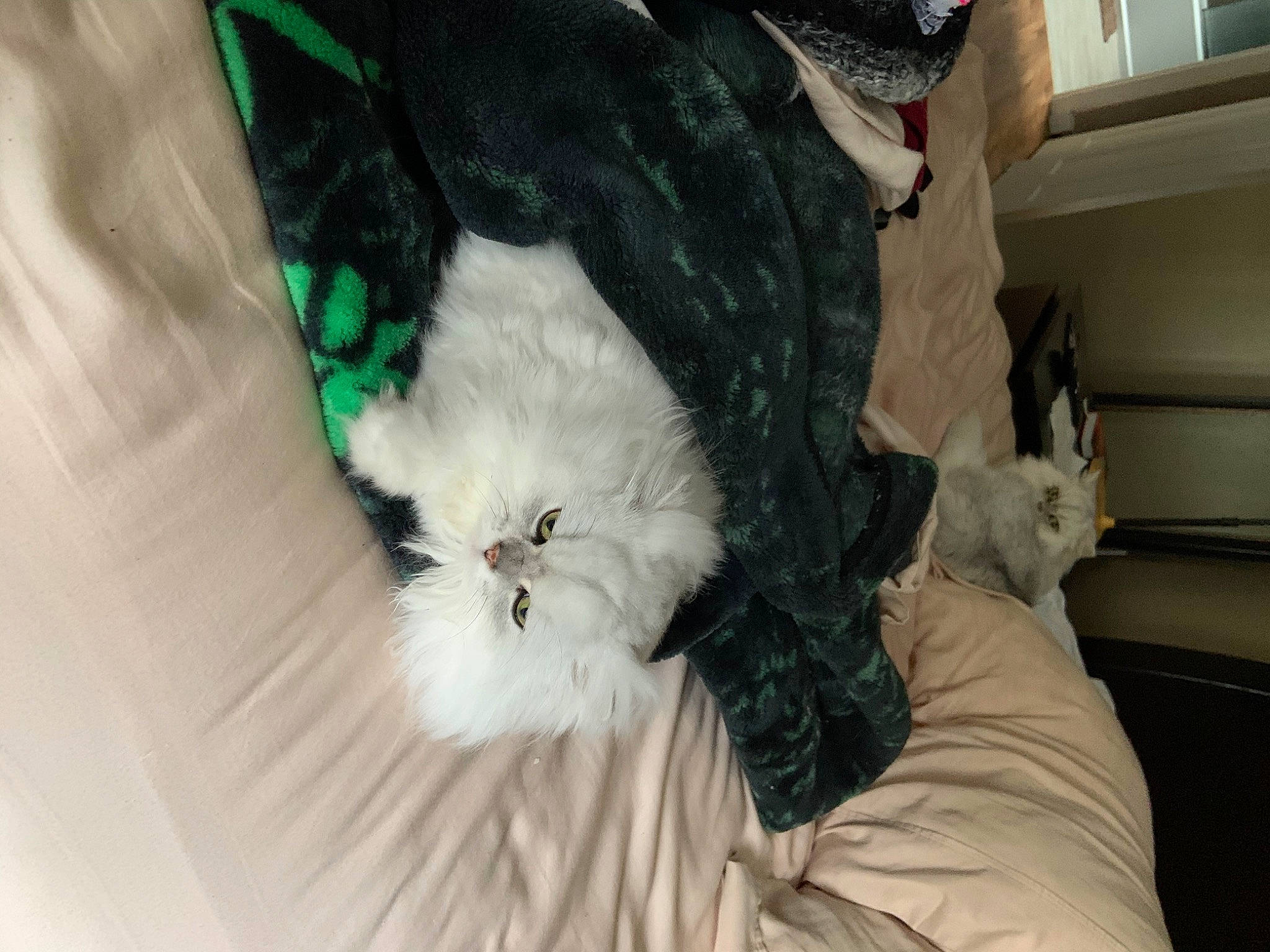Blanca joined the competition — help win amazing prizes! canidae, carnivore, cat, claw, comfort, companion_dog, dog_breed, domestic_short_haired_cat, feather, felidae, fur, paw, small_to_medium_sized_cats, sporting_group, tail, textile, toy_dog, whiskers