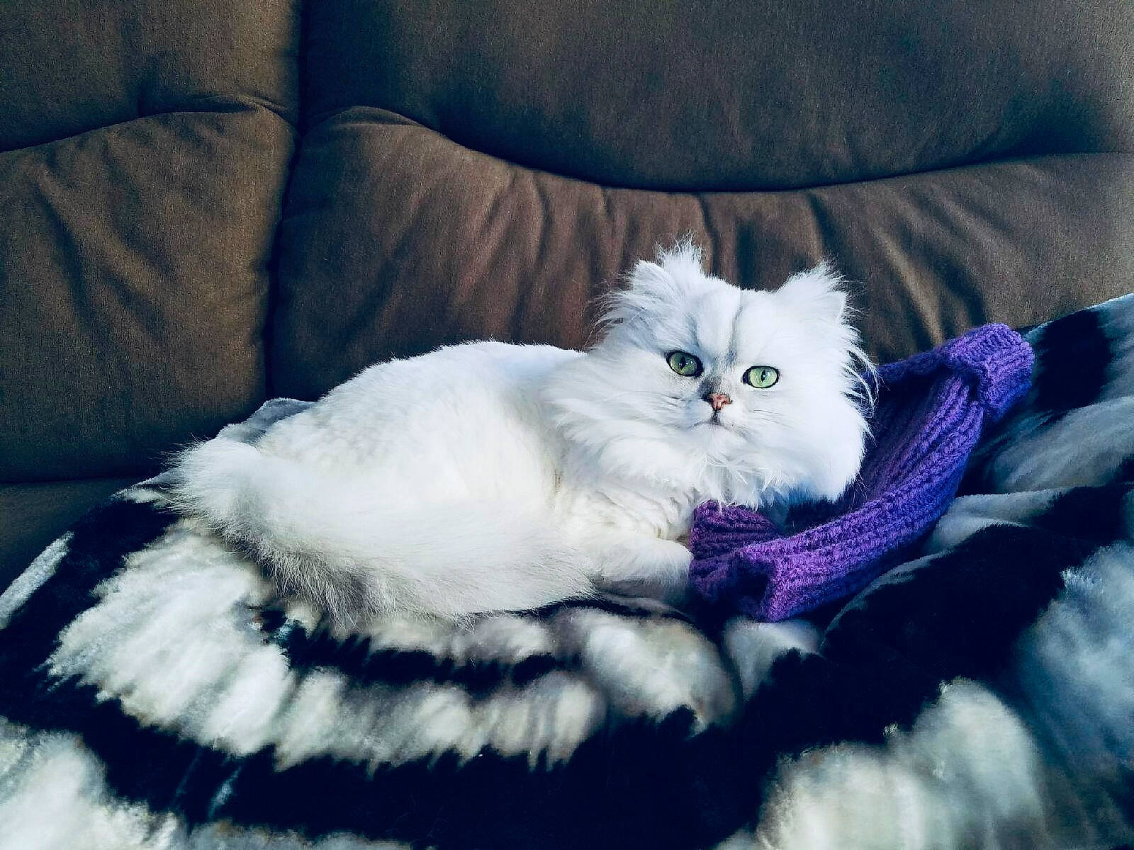 Blanca is registered to the contest to win money with this photo: bed, bed_sheet, bedding, carnivore, cat, claw, comfort, couch, electric_blue, felidae, fur, furniture, grey, linens, paw, plant, small_to_medium_sized_cats, tail, terrestrial_animal, whiskers