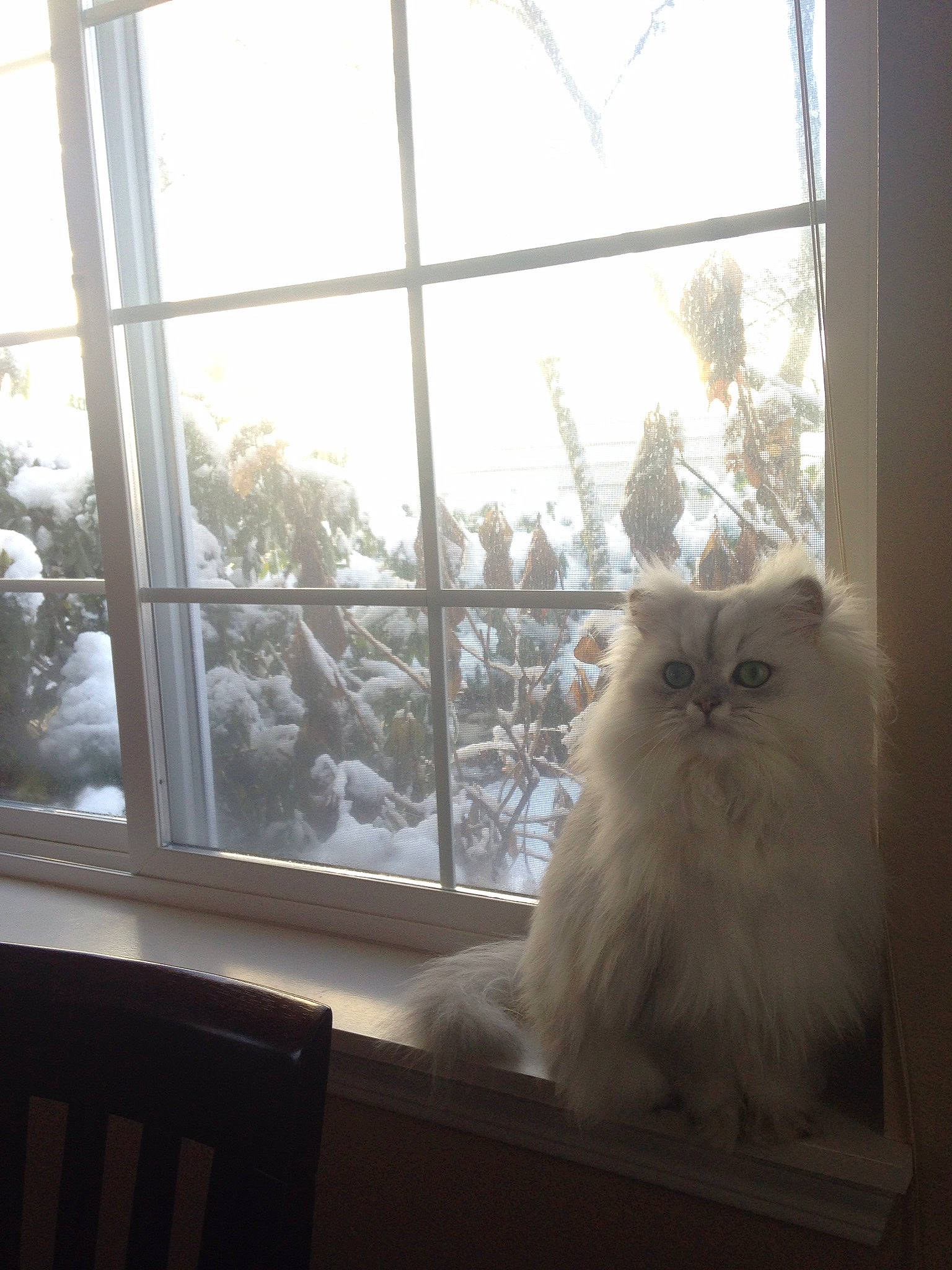 Blanca is registered to the contest to win money with this photo: carnivore, cat, felidae, fur, glass, hardwood, house, plant, sash_window, shade, sky, small_to_medium_sized_cats, textile, tints_and_shades, tree, twig, whiskers, window, window_treatment, wood