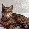 cat, bengal_cat, blue_eyes, collar, pet, feline, striped, spotted, lying_down, blanket, indoor, animal, cute, relaxed, whiskers, ear, paw, tail, fur, domestic_cat