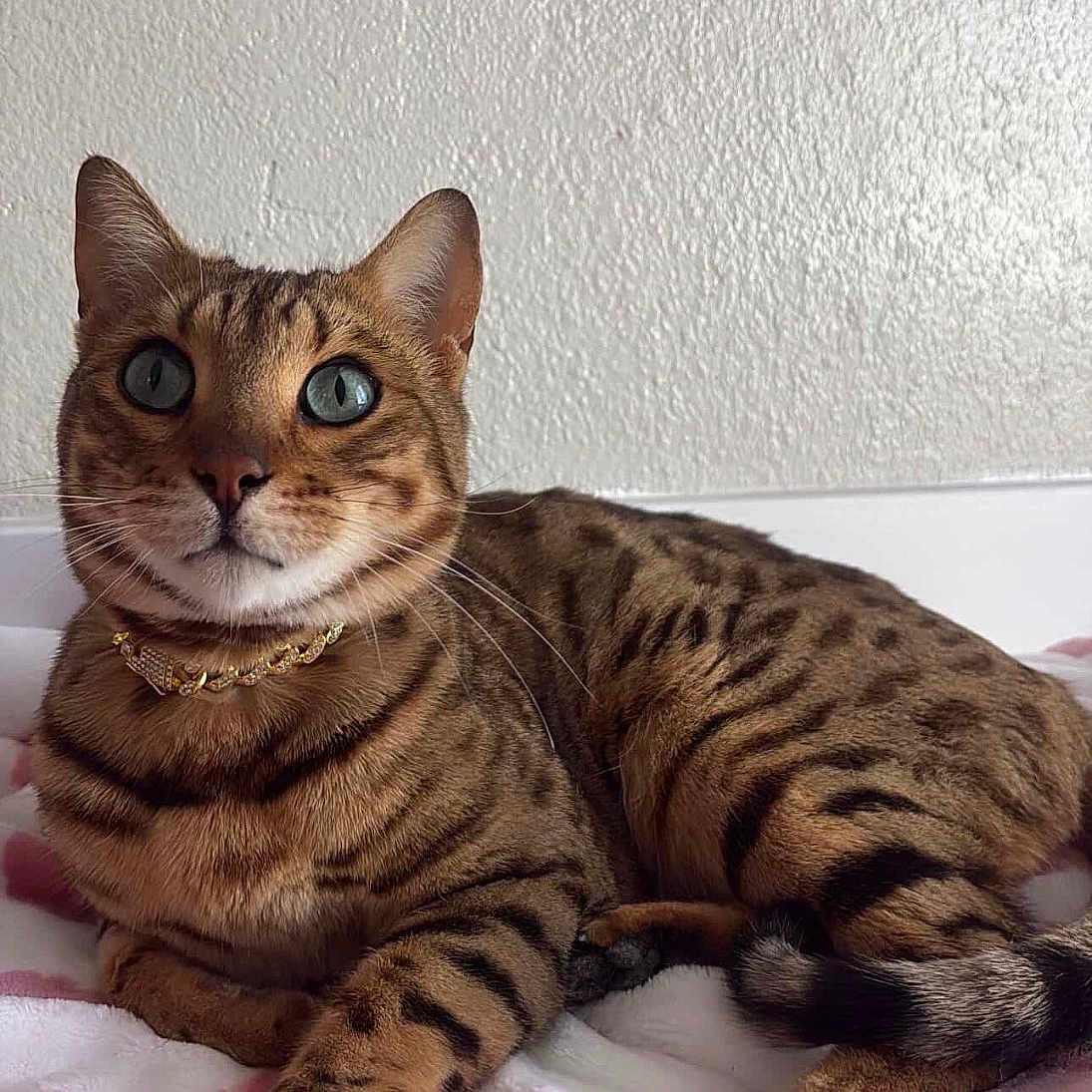 Louie